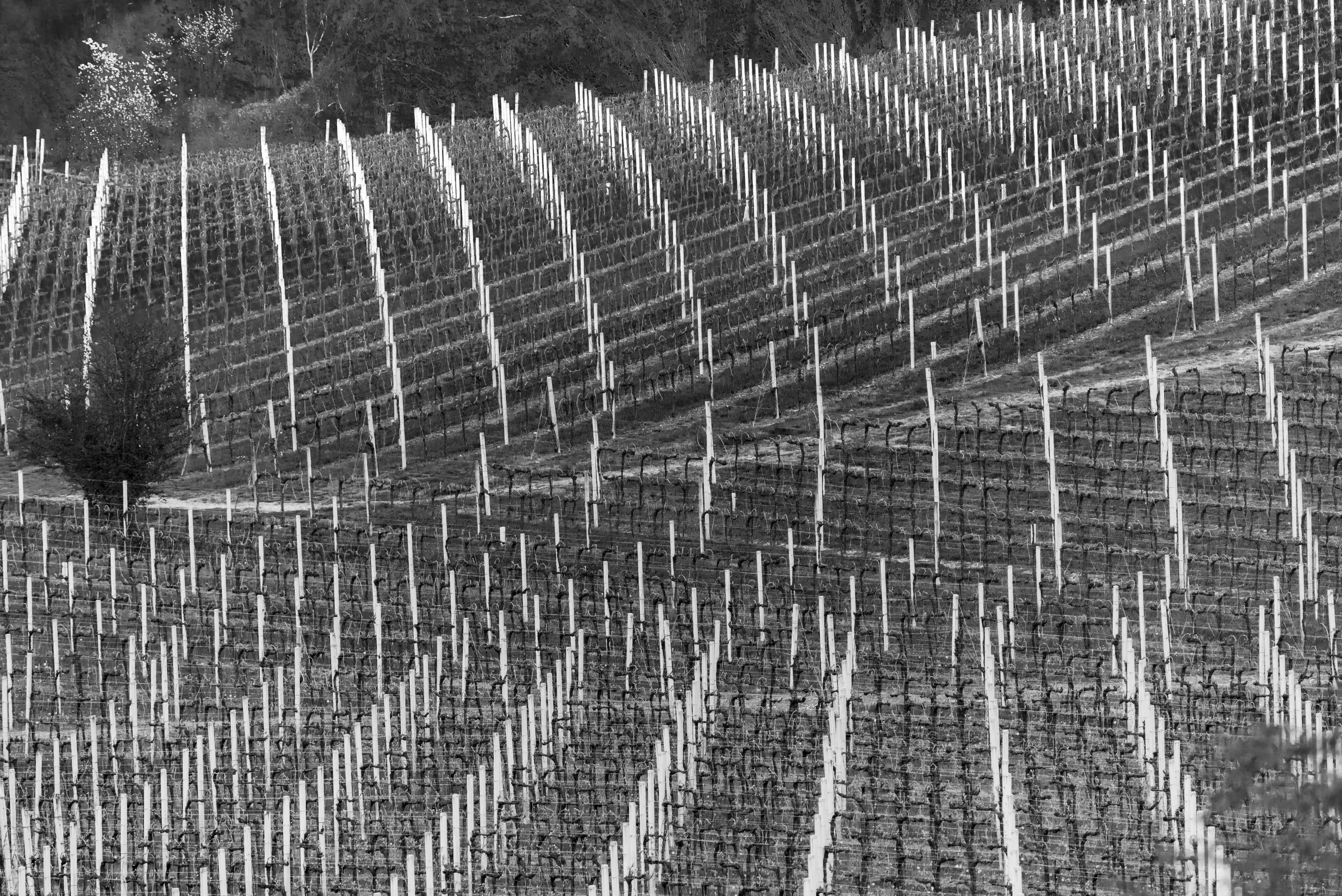 Vigneti dell'Azienda Agricola Il Grappolo