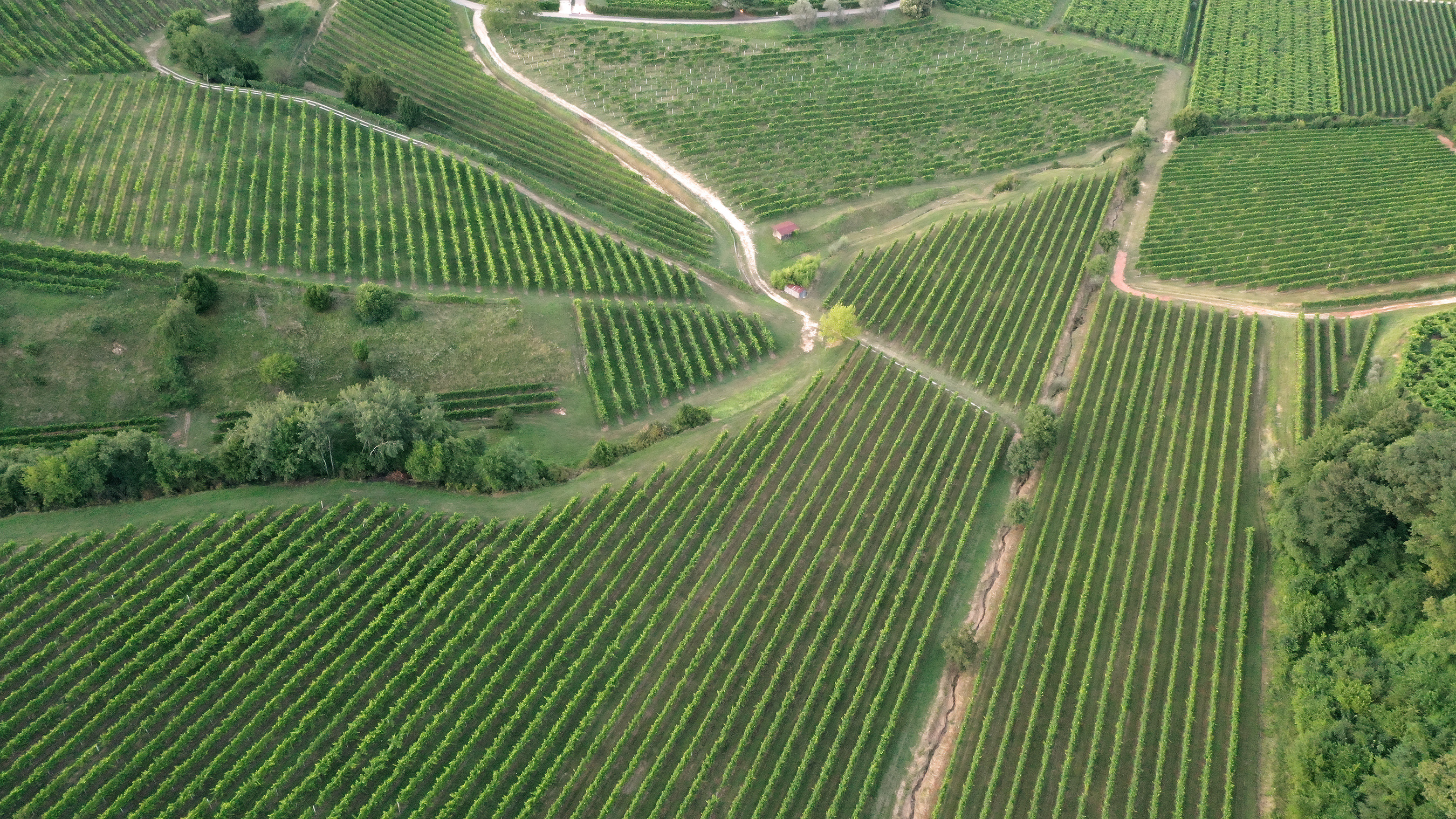Vigneti dell'Azienda Agricola Il Grappolo